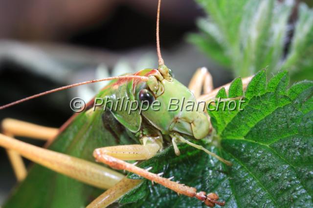 tettigonia viridissima.JPG - Tettigonia viridissima (portrait)Grande sauterelle verteGreat Green Bush CricketOrthoptera, TettigonidaeFrance